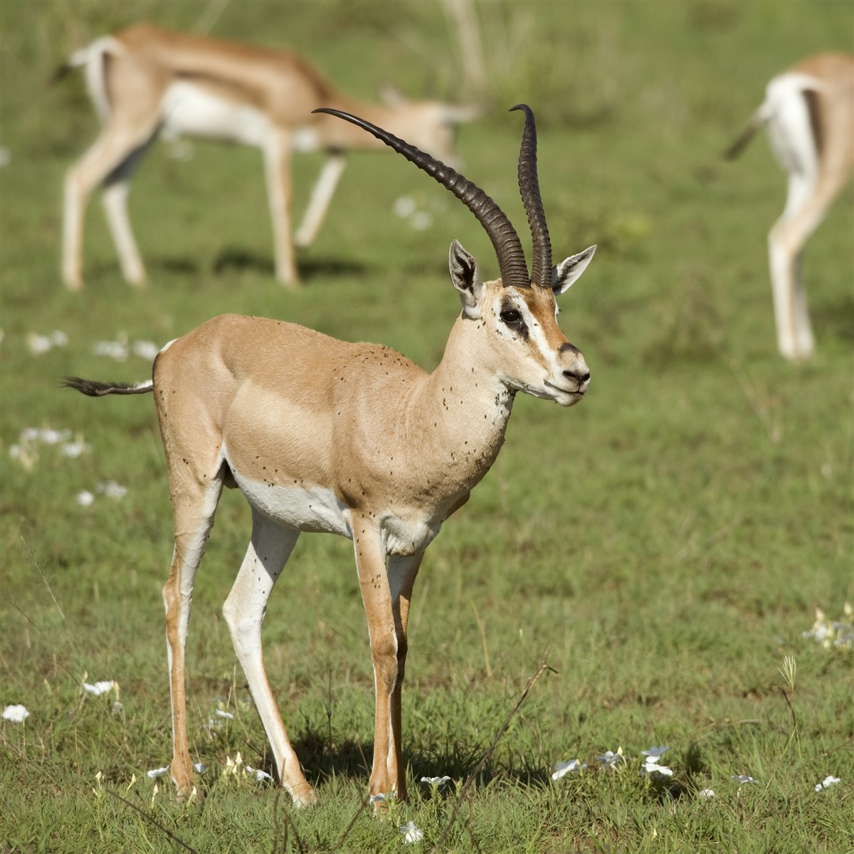 Conservation de l'Hirola