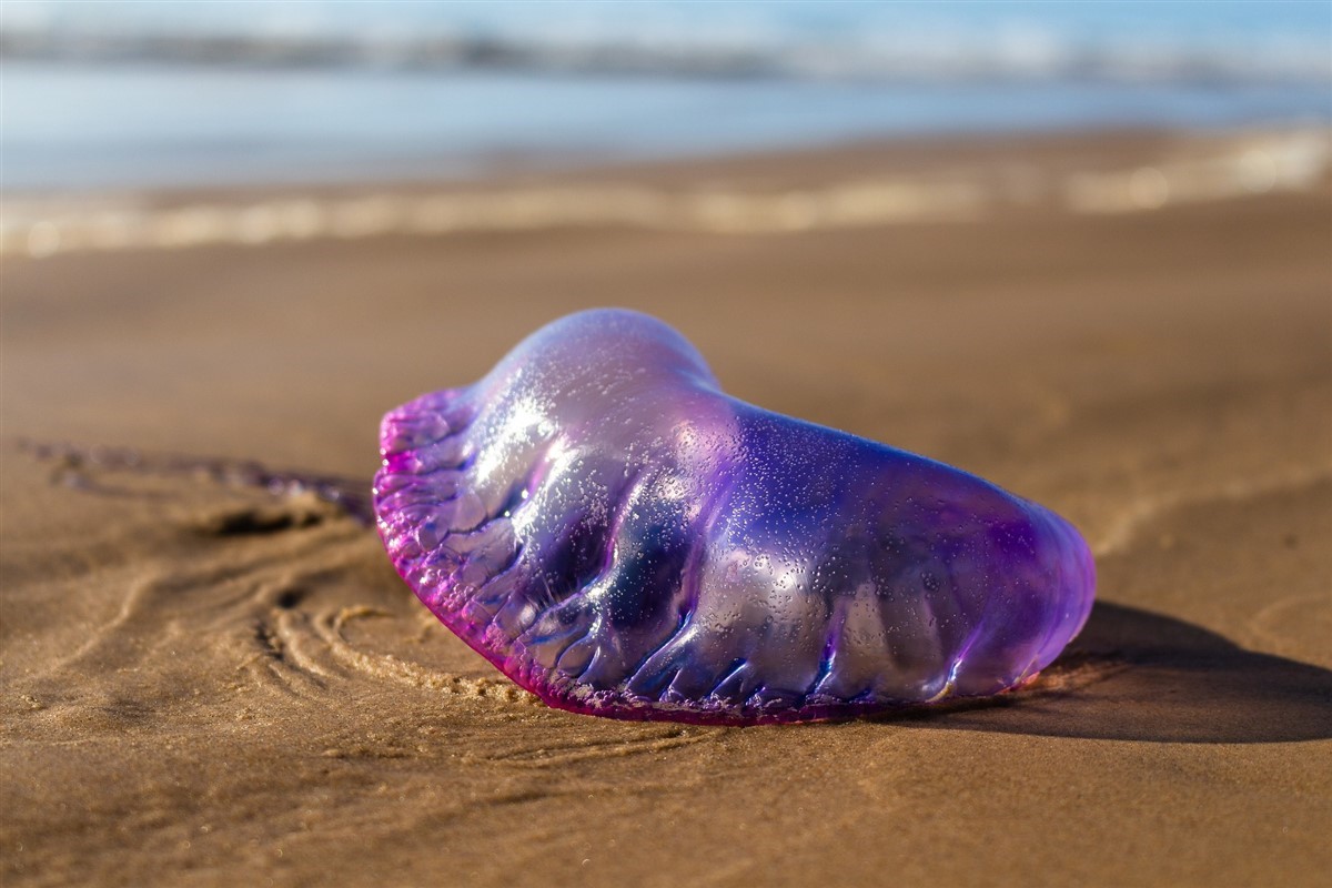 Dangers de la vessie de mer