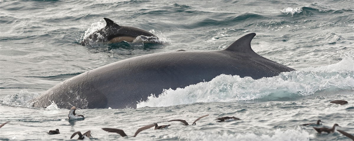 baleines à bec