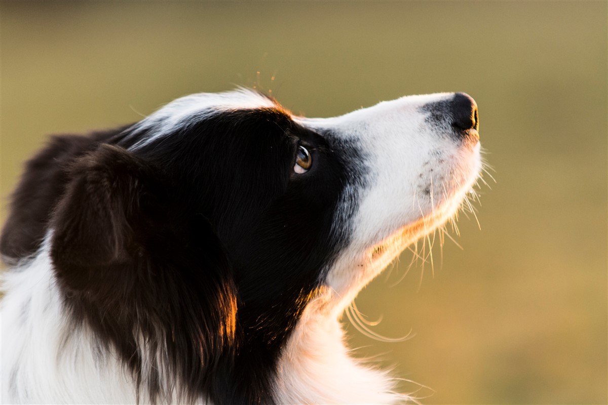 border collie