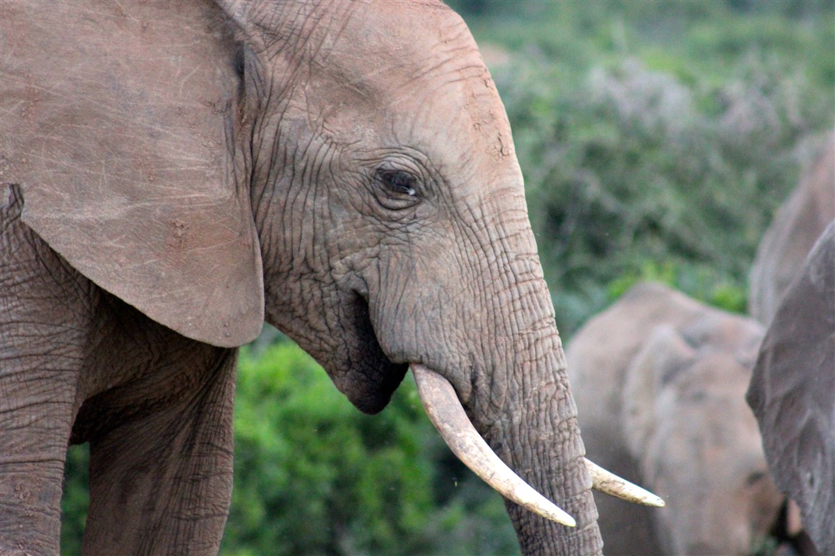 mémoire exceptionnelle des éléphants