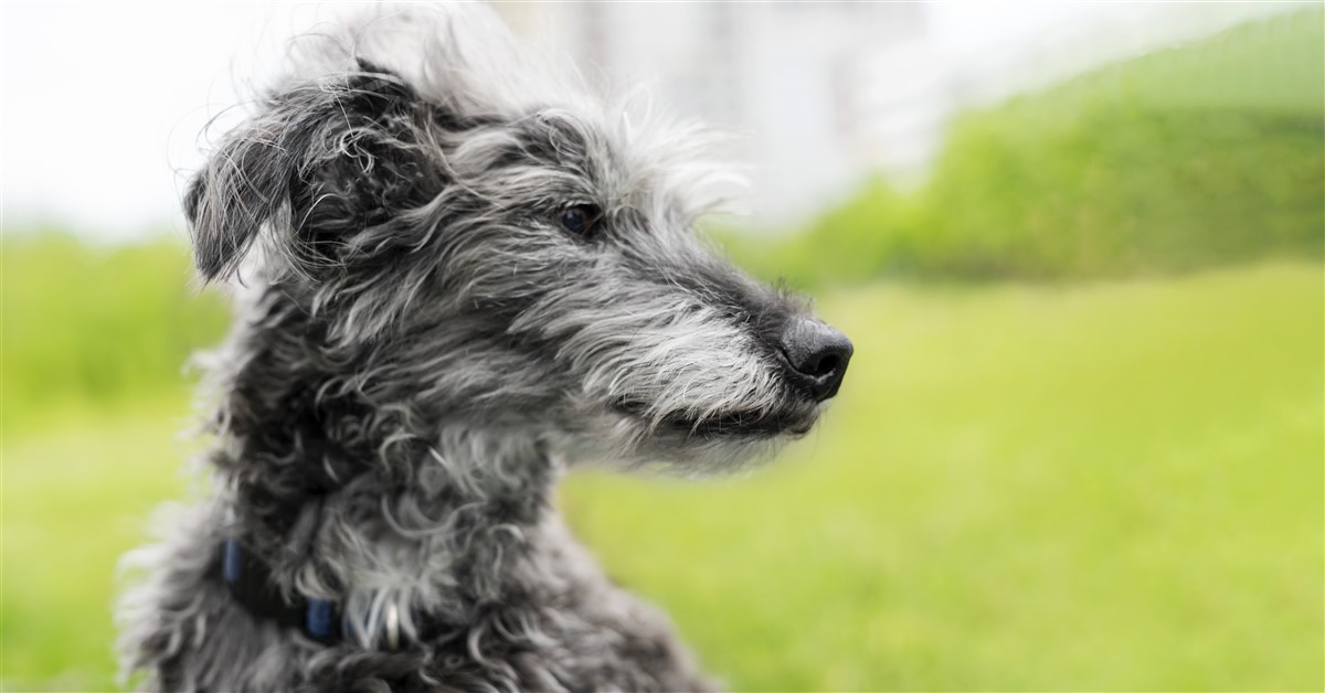 races de chiens aux pelages gris uniques