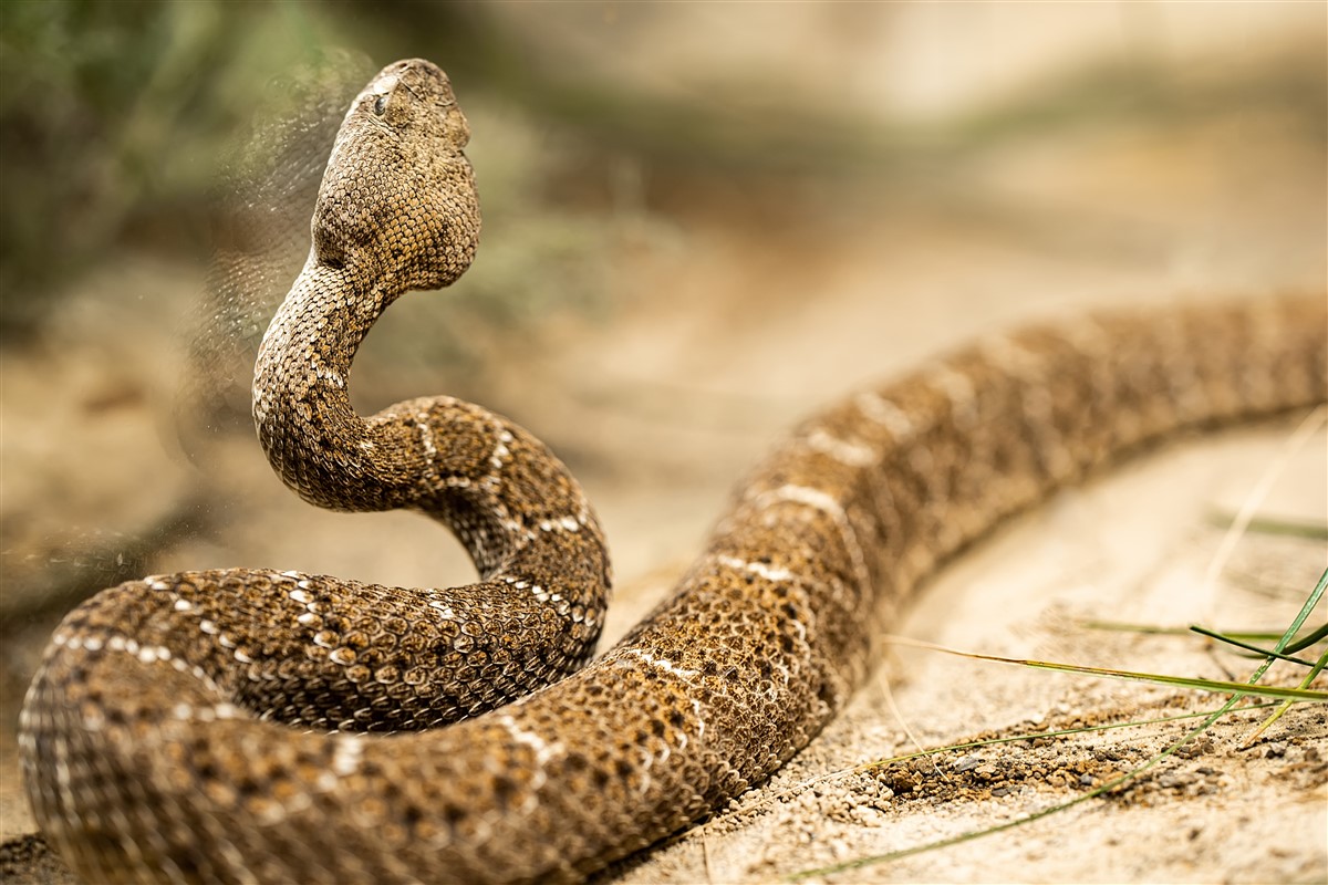 redoutés des biologistes