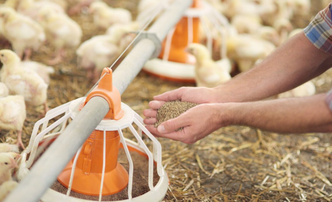 mangeoires pour animaux de la ferme