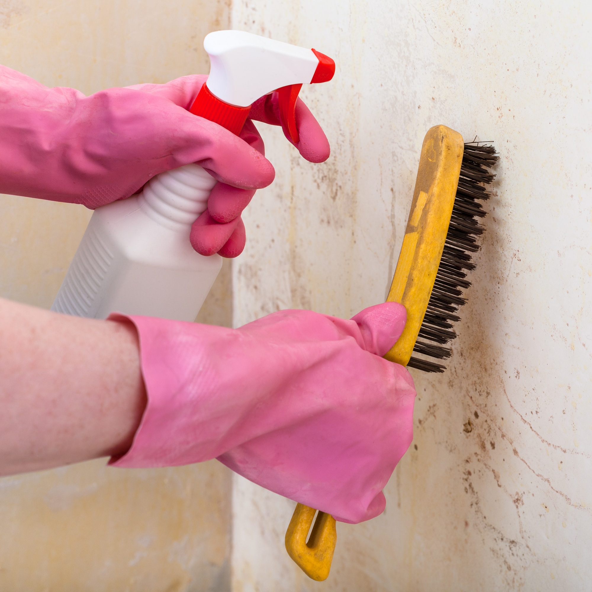 removing of mold from wall with spray and brush