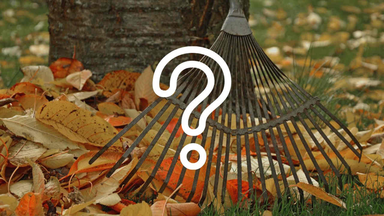 Des feuilles mortes devant un arbre avec un rateau pour les ramasser