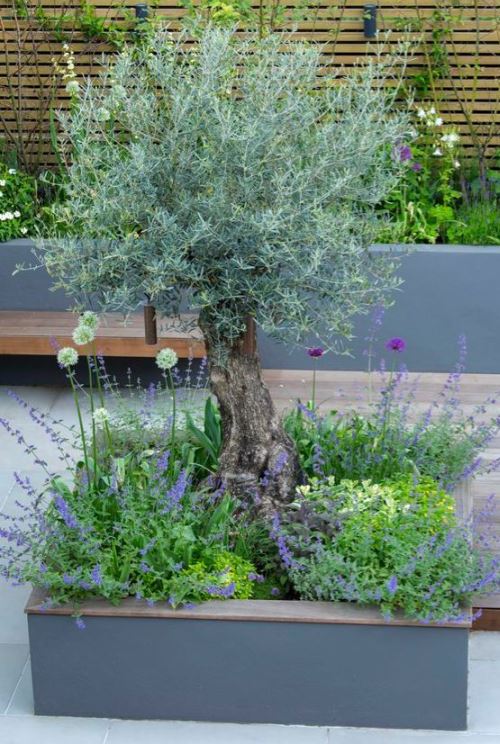 Un olivier dans une jardinière est mis en valeur grâce à l'ajout de plantes fleuries à son pied