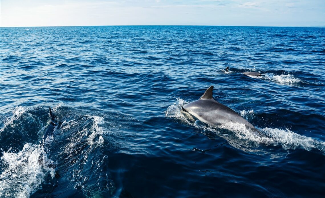 Observation inédite de baleines à bec