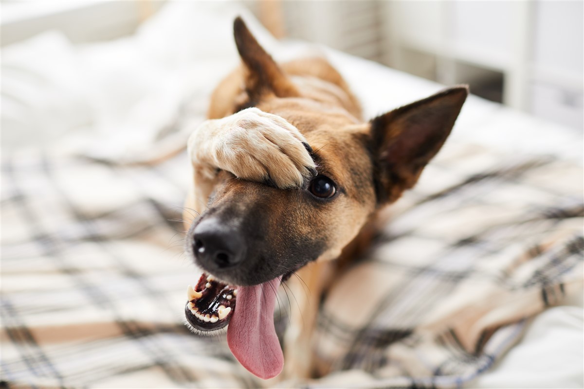races de chiens