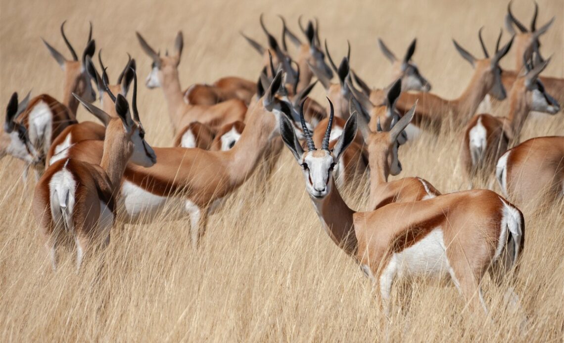 sauver l'antilope la plus rare d'Afrique