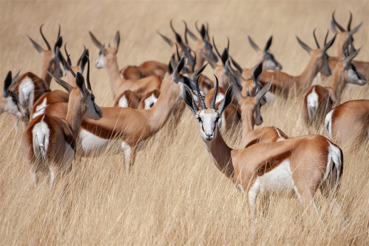 sauver l'antilope la plus rare d'Afrique