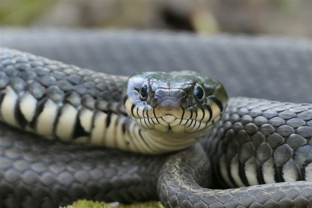 serpents venimeux