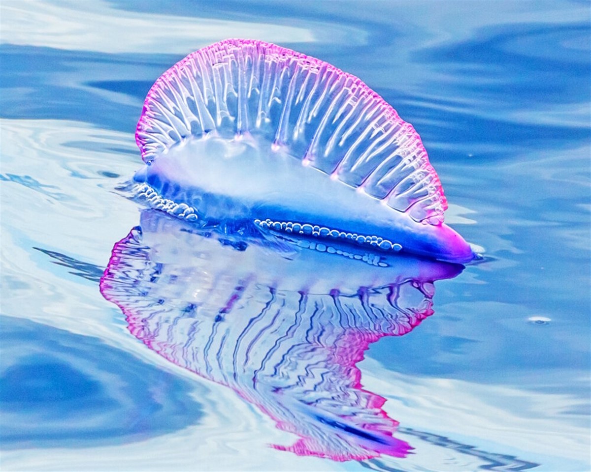 vessie de mer