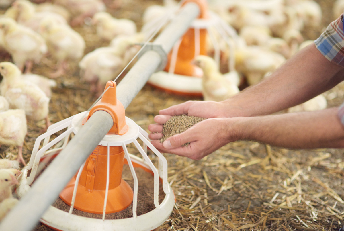 mangeoires pour animaux de la ferme