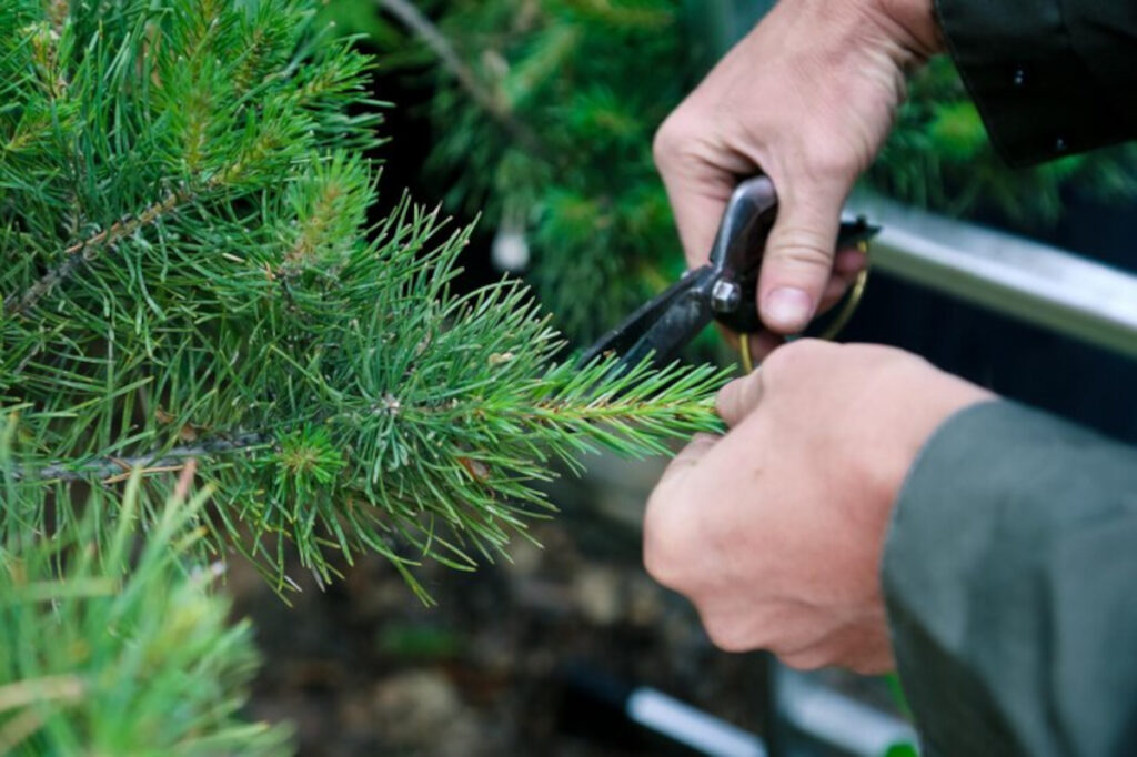 Quand et comment tailler un sapin trop large sans lui nuire DisMoi Demain