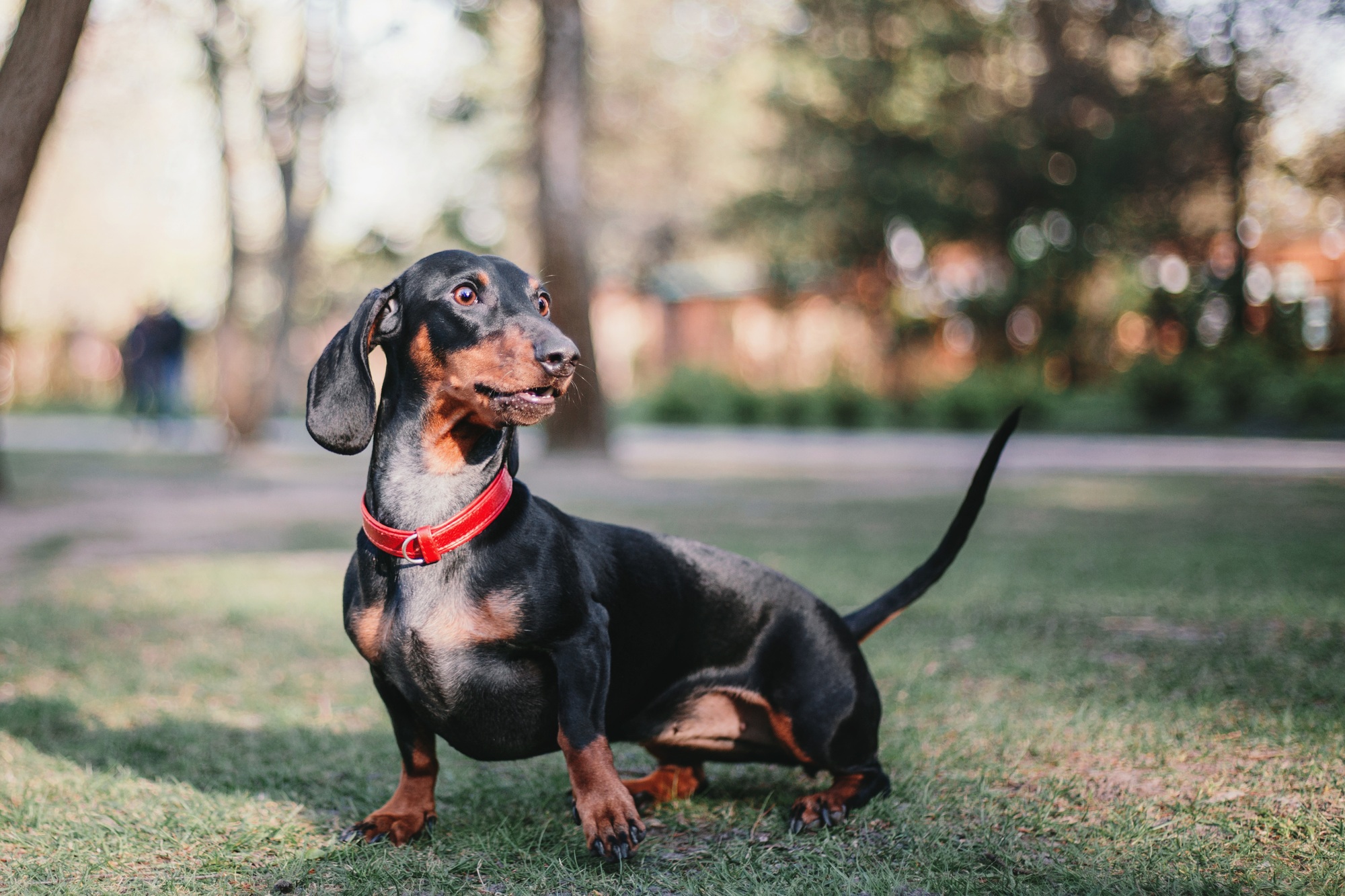 Dachshund dog in park. Cute pets. Small dog