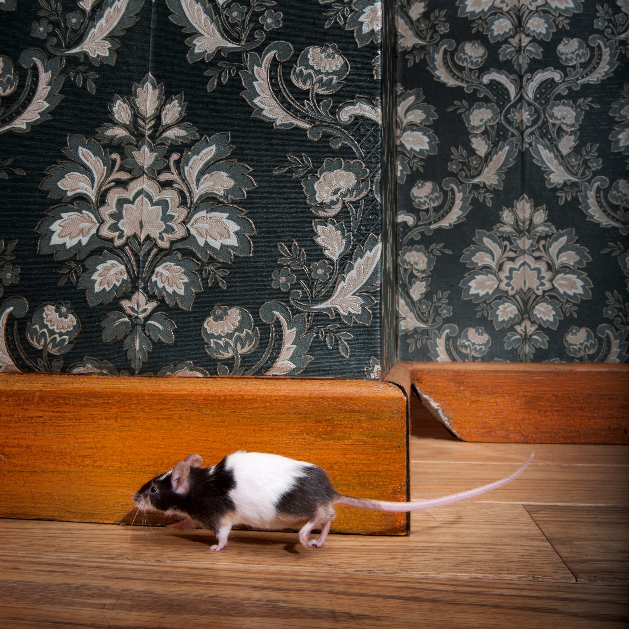 mouse walking in a luxury old-fashioned roon